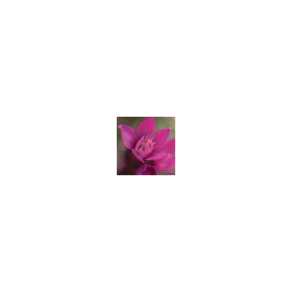 Korte Bachblütenessenz - Enzian 15 ml