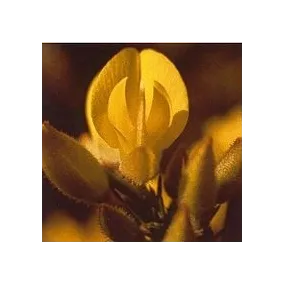 Essence de Fleurs de Bach...