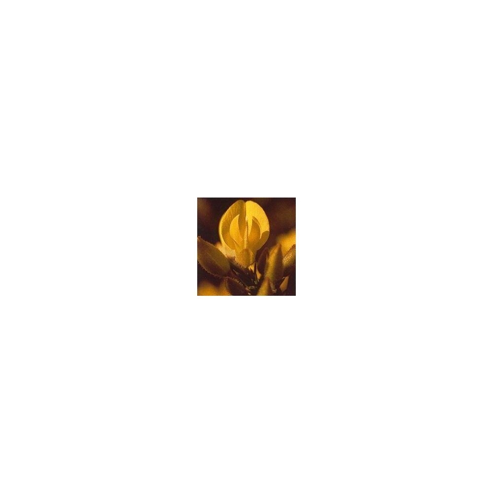 Essence de Fleurs de Bach Korte - Ajonc 15 ml
