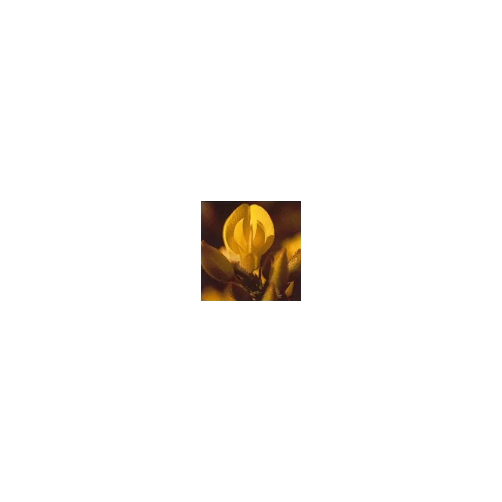 Essence de Fleurs de Bach Korte - Ajonc 15 ml
