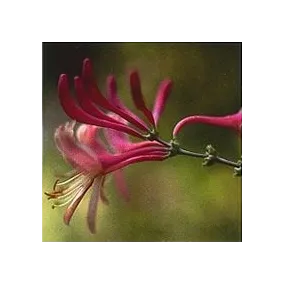 Esencia Floral de Bach...