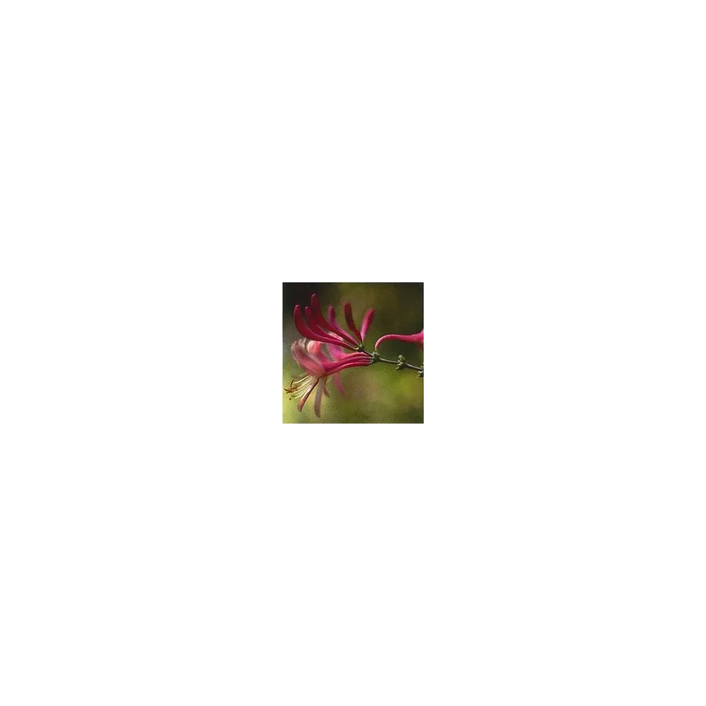 Élixir floral de Bach court - Chèvrefeuille 15 ml