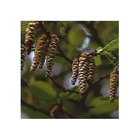 Essenza di Fiori di Bach...