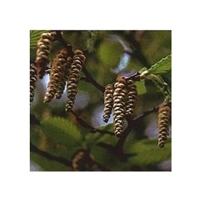 Korte Bach Flower Essence - Hornbeam 15 ml