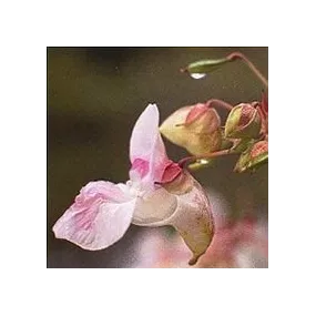 Korte Bach Flower Essence -...