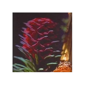 Esencia Floral de Bach...