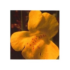 Esencia de Flores de Bach Korte - Mimulus 15 ml