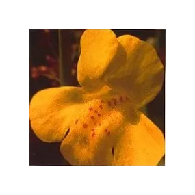 Esencia de Flores de Bach...