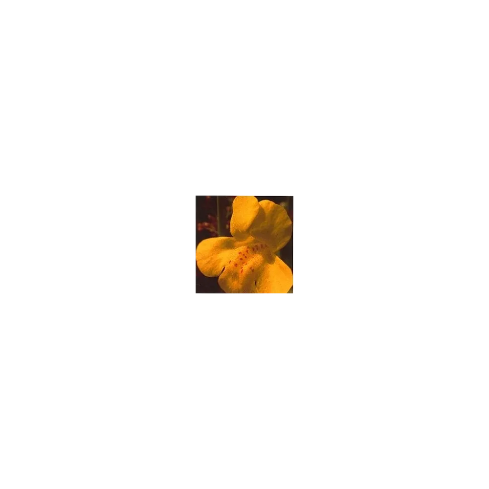 Bach Flower Essence Short - Mimulus 15 ml