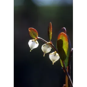 Esencia única Alaska -...