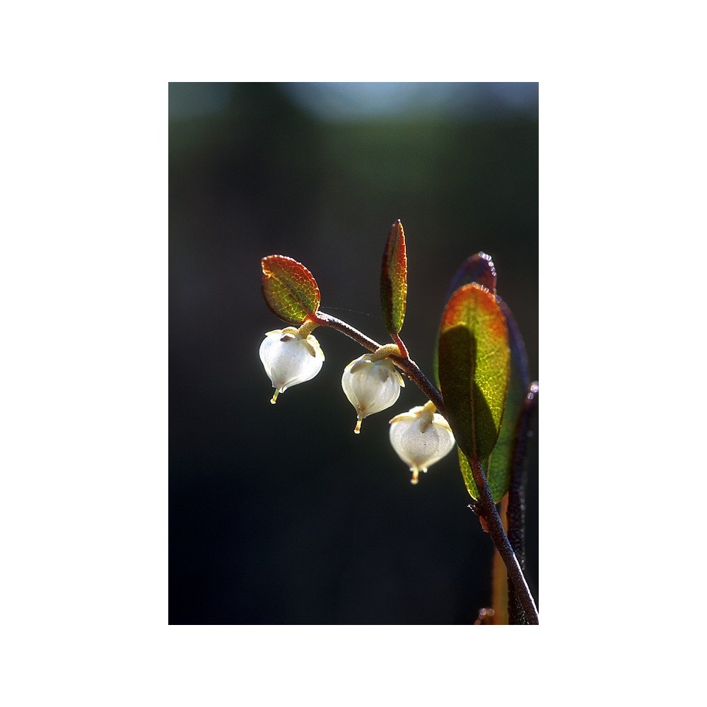 Esencia única Alaska - Casandra (Chamaedaphne calyculata) 7,4 ml
