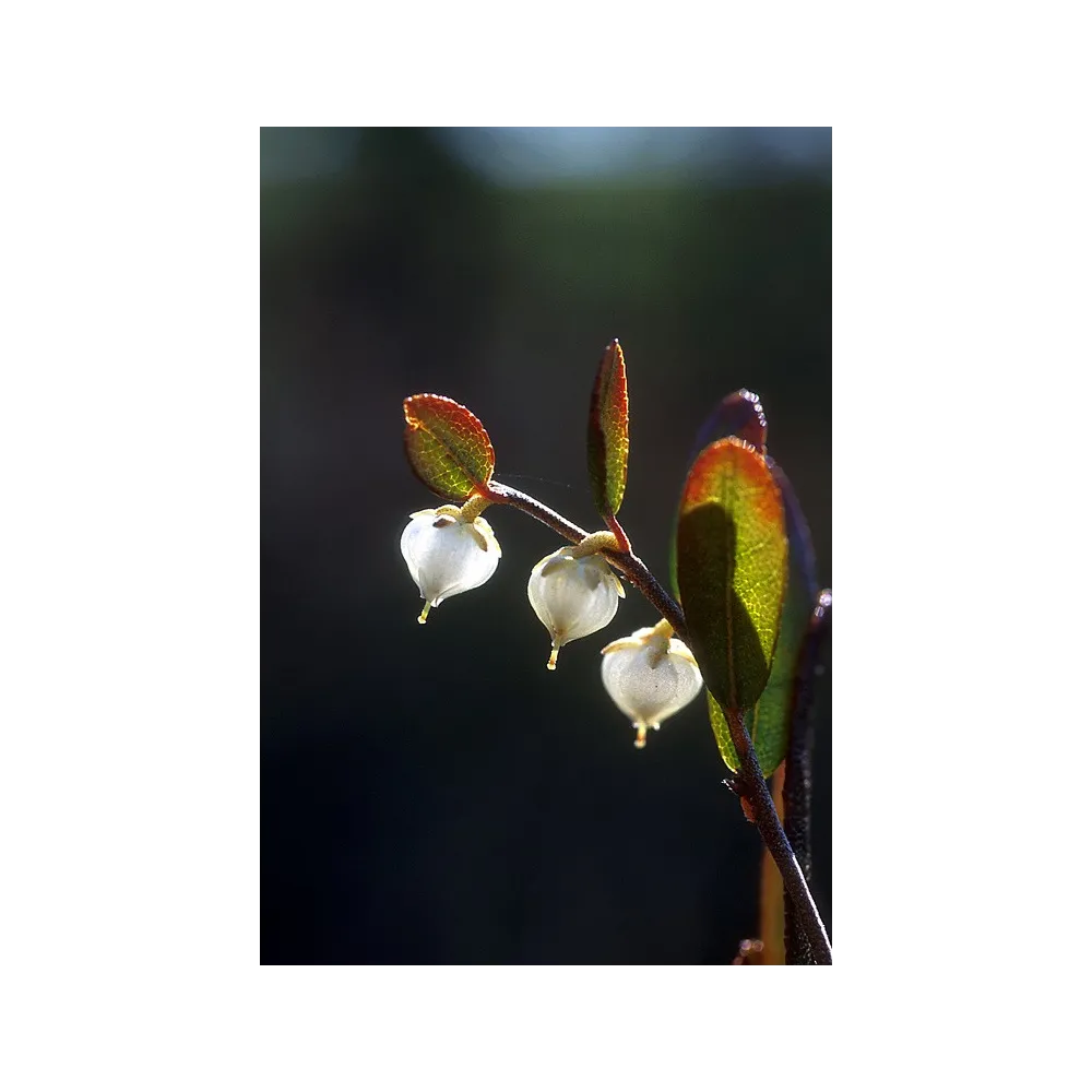 Esencia única de Alaska - Cassandra (Chamaedaphne calyculata) 7,4 ml
