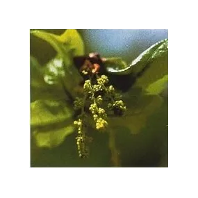 Esencia de Flores de Bach...
