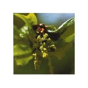Korte Bach Flower Essence - Oak 15 ml