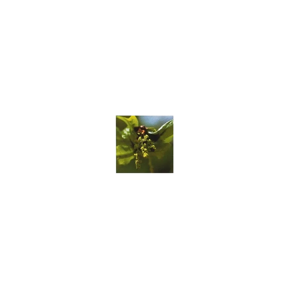 Bach Flower Essence - Oak 15 ml