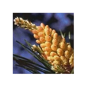 Esencia Floral de Bach...