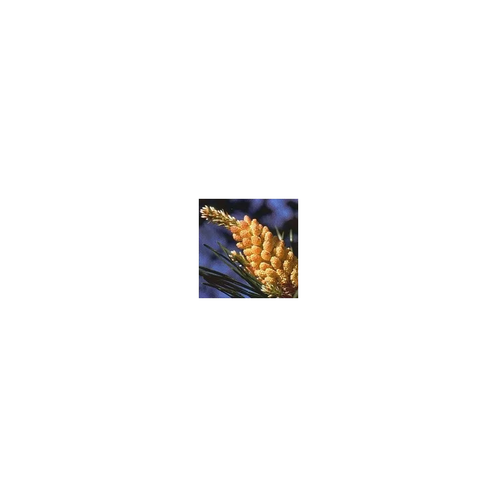 Bach Flower Essence Short - Pine 15 ml