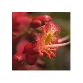 Esencia de Flores de Bach...