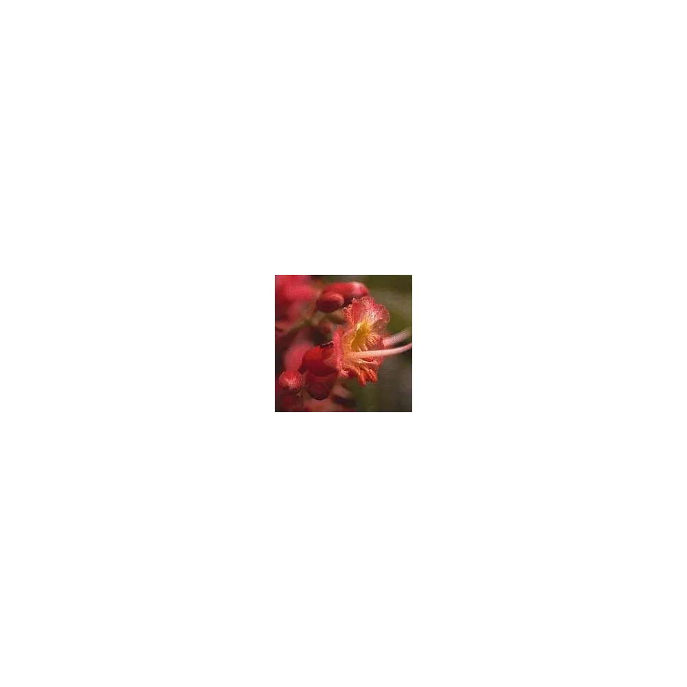 Bach Flower Essence - Red Chestnut 15 ml