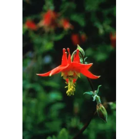 Essence simple Alaska -...