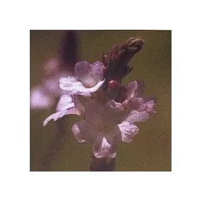 Esencia Floral de Bach...