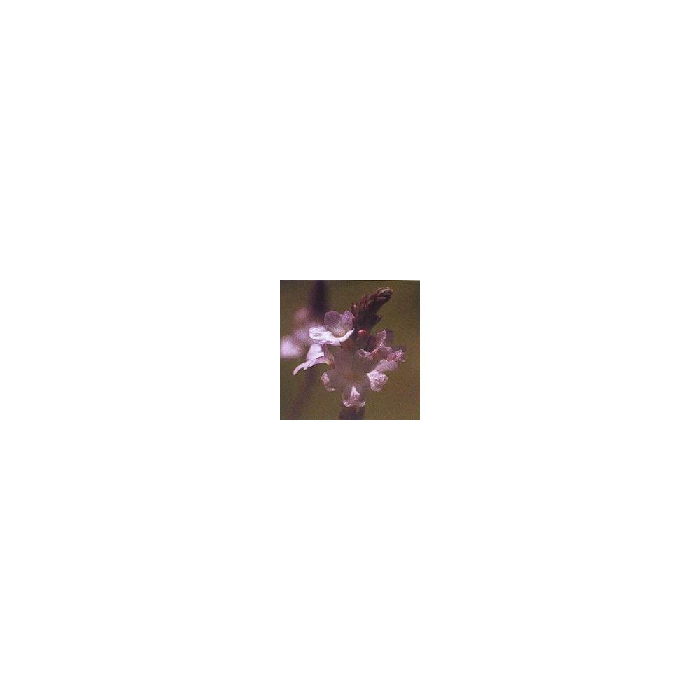 Korte Essence de Fleurs de Bach - Verveine 15 ml