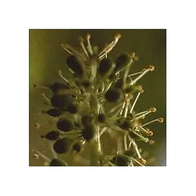 Korte Bach Flower Essence -...