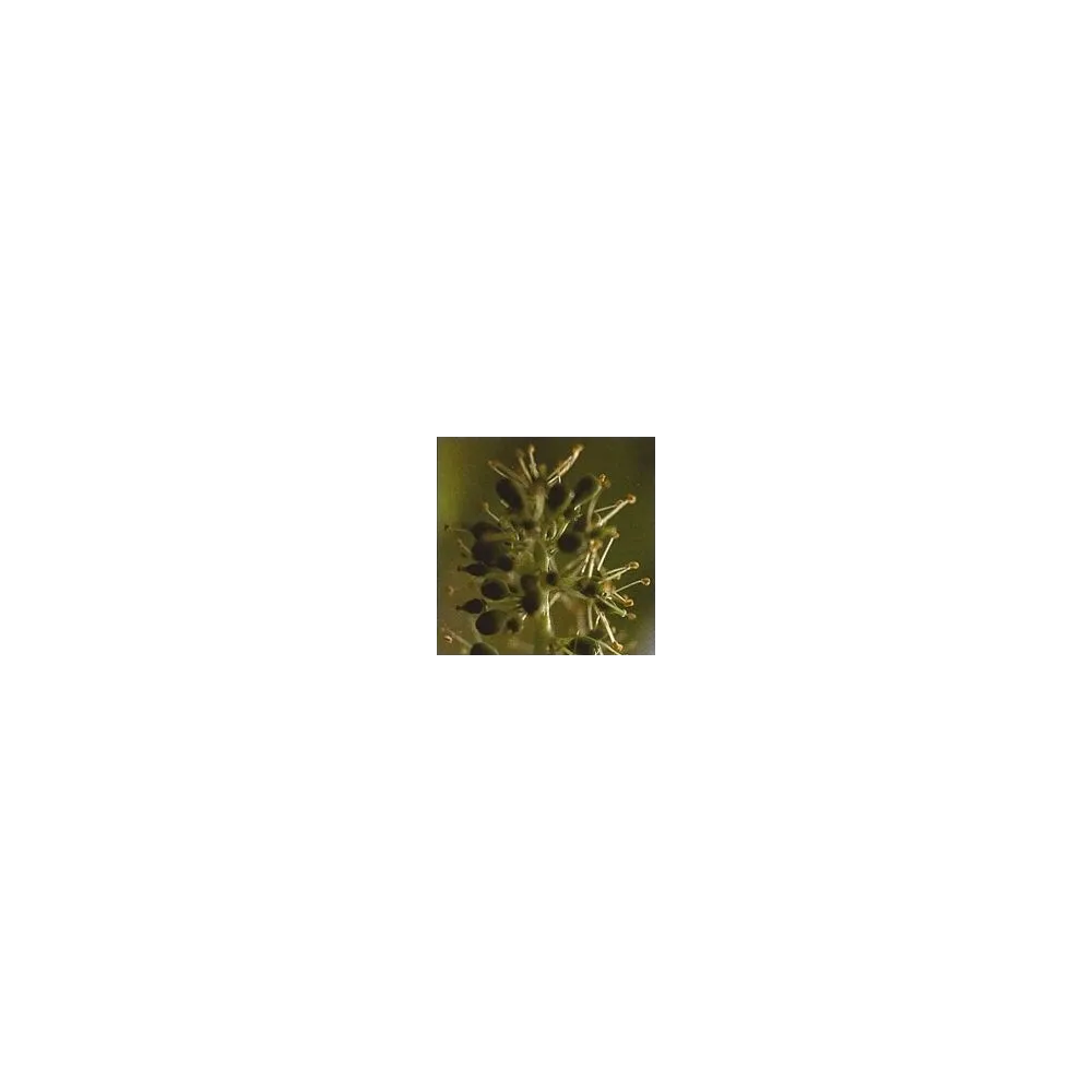 Bach Flower Essence Short - Vine 15 ml