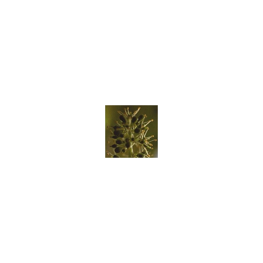 Korte Bachblütenessenz - Rebe 15 ml