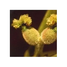 Essence florale de Bach...