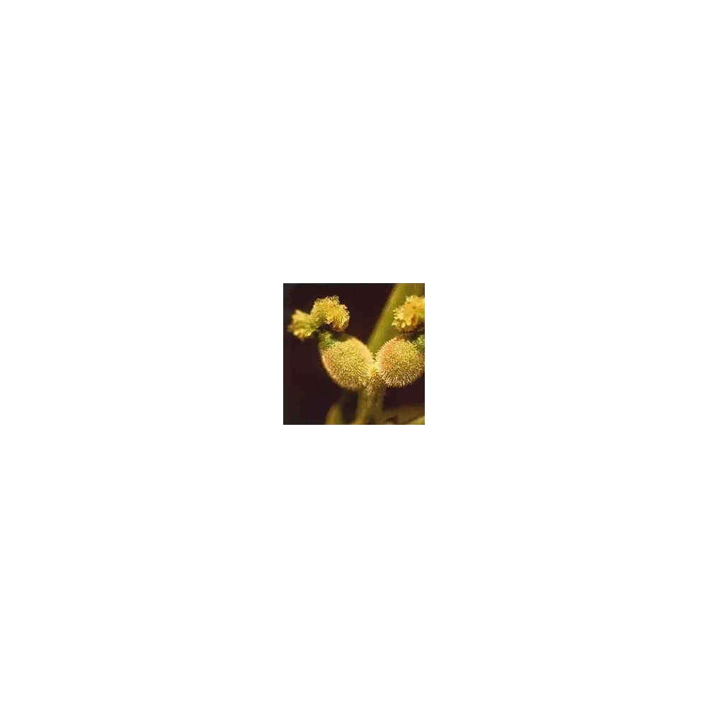 Esencia Floral de Bach Corta - Nuez 15 ml