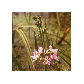 Korte Bach Flower Essence -...