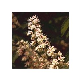 Esencia de Flores de Bach Korte - Castaño Blanco 15 ml