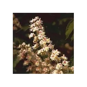 Korte Essence de Fleurs de...