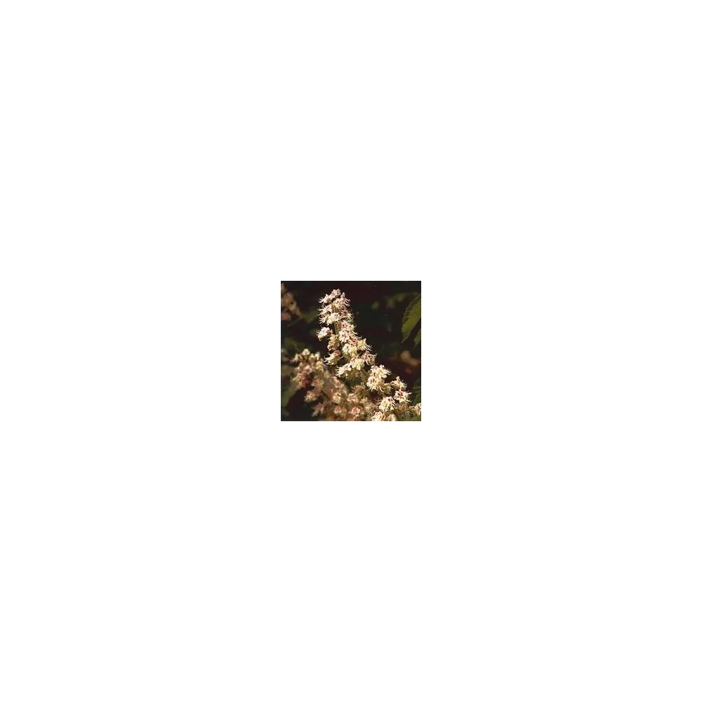 Esencia Floral de Bach - Castaño Blanco 15 ml