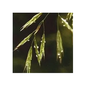 Korte Bach Flower Essence -...