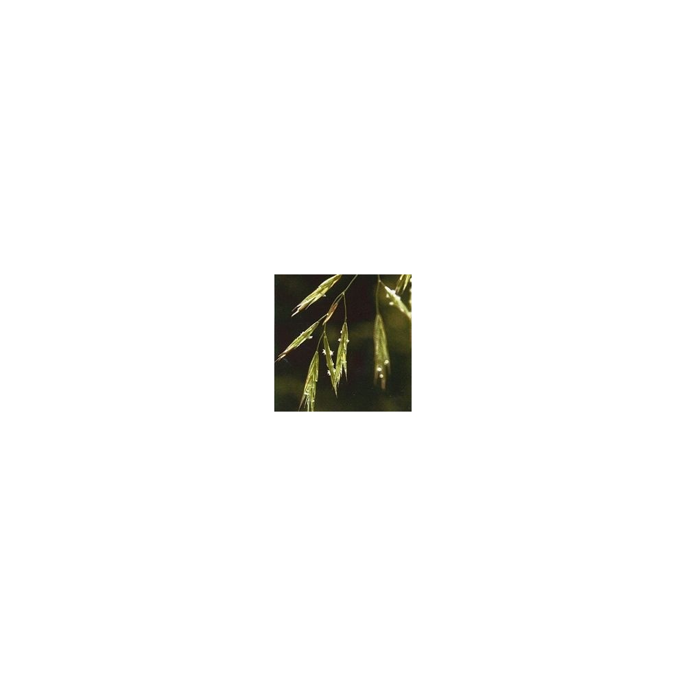Korte Bachblütenessenz - Wilder Hafer 15 ml