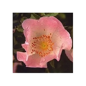 Essence florale de Bach -...