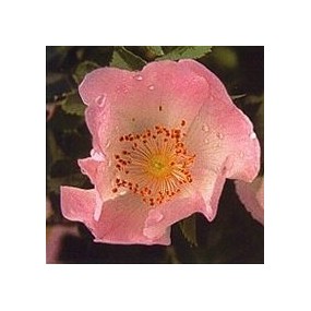 Korte Bach Flower Essence - Wild Rose 15 ml