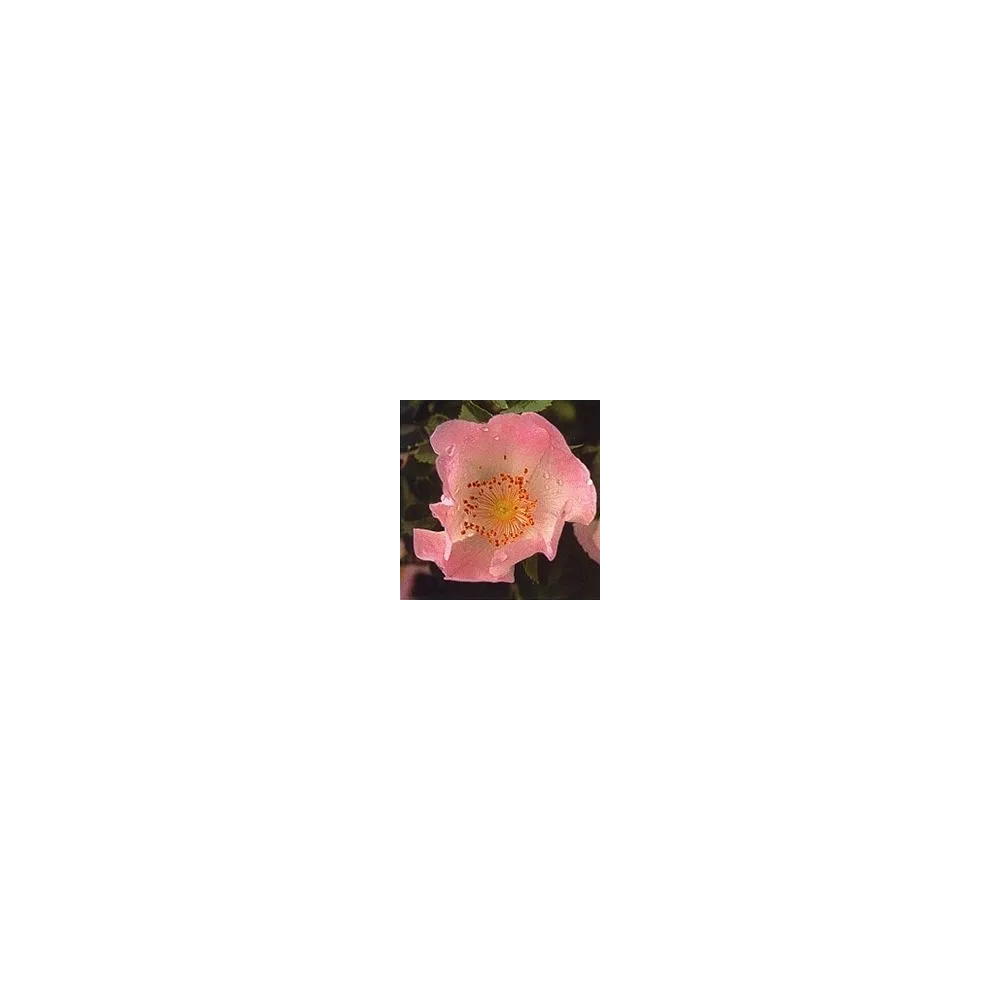 Bach Flower Essence - Wild Rose 15 ml