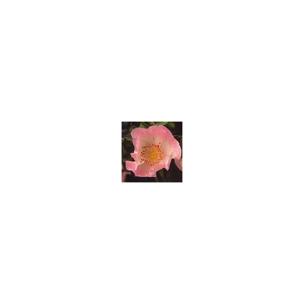 Essenza di Fiori di Bach Korte - Wild Rose 15 ml