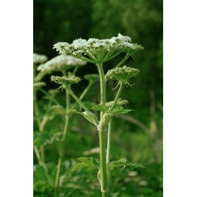 Alaska Single Essence – Kuhpastinake (Heracleum lanatum) 7,4 ml