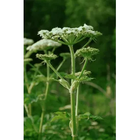 Alaska Single Essence –...