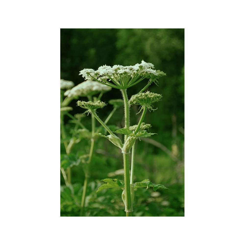 Alaska Single Essence – Kuhpastinake (Heracleum lanatum) 7,4 ml