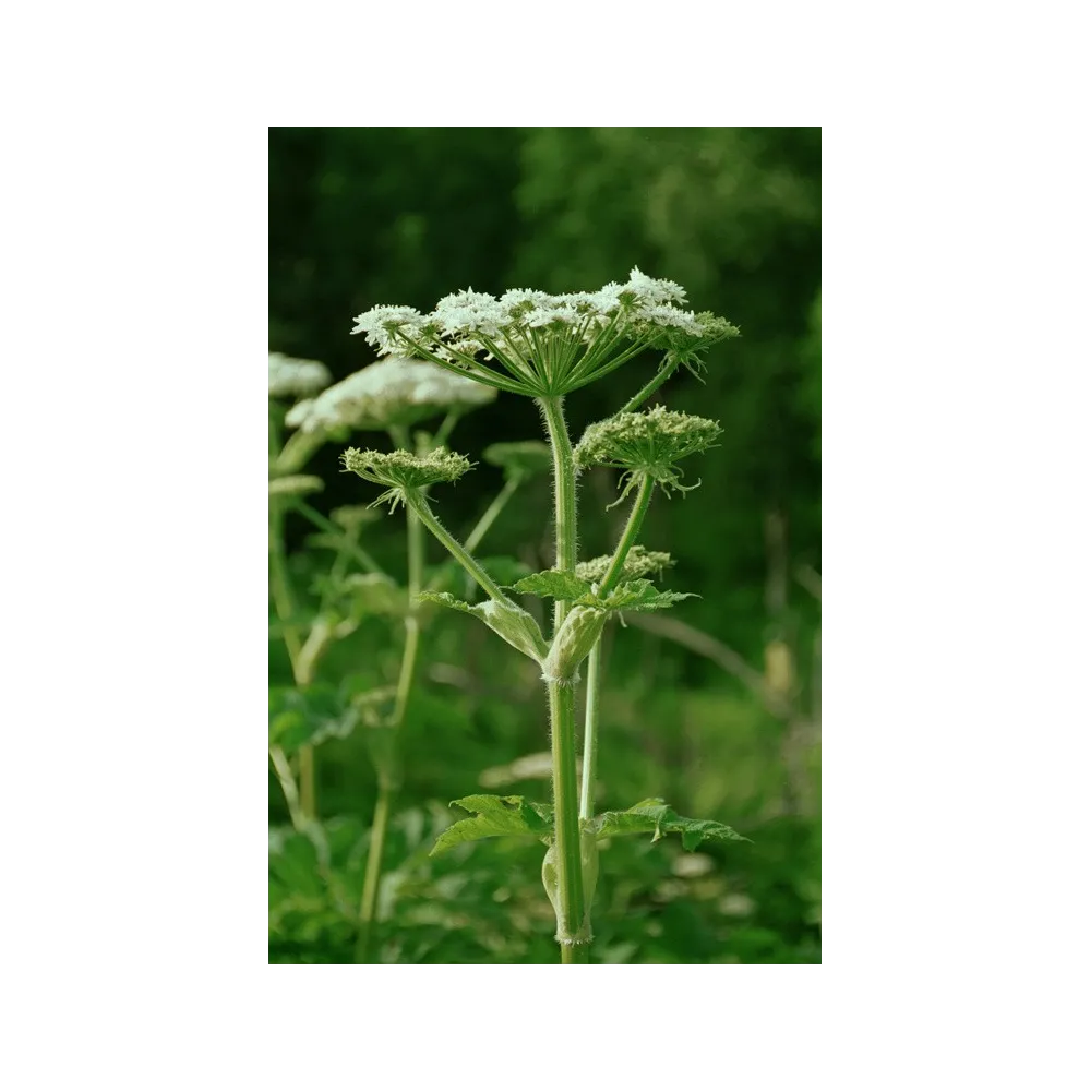 Essenza Singola dell'Alaska - Cow Parsnip (Heracleum lanatum) 7,4 ml