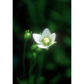 Alaska Single Essence - Grass of Parnassus (Parnassia palustris) 7.4 ml