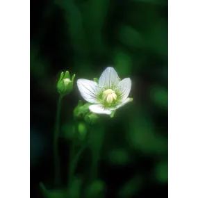 Esencia única de Alaska -...