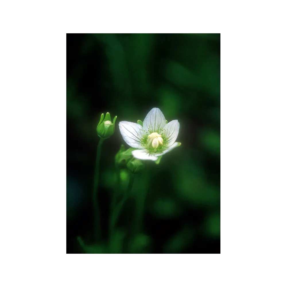 Essence simple d'Alaska - Herbe du Parnasse (Parnassia palustris) 7,4 ml