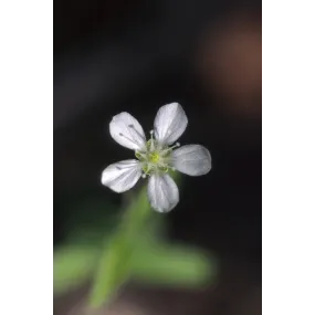 Esencia única de Alaska -...