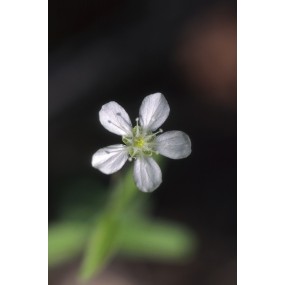 Essenza Singola dell'Alaska - Grove Sandwort (Moehringia lateriflora) 7,4 ml